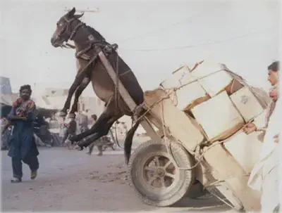 Cavalo